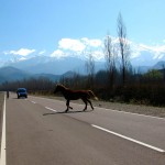 Driving in Mendoza